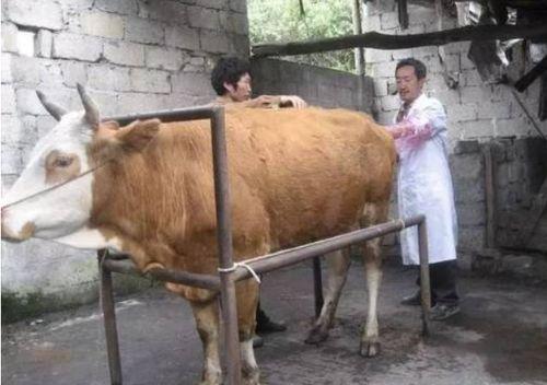 牛与牛配种图片大全,牛与牛配种图片精选集