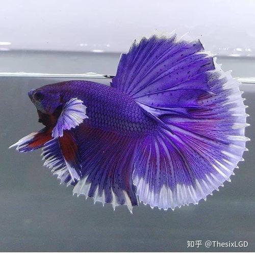 斗鱼的种类图片大全,色彩斑斓的水中精灵