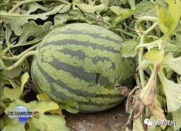 丝芭今日新瓜,揭秘背后惊人真相