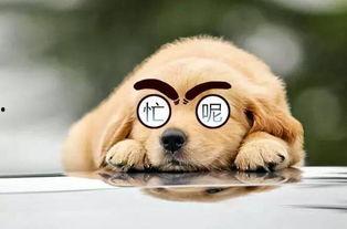 累成狗 图片,揭秘现代职场人的真实生活状态