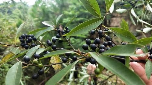 山胡椒树图片,自然界的香料宝库