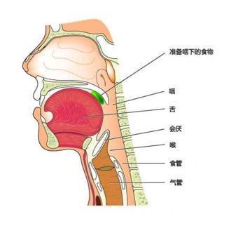 食道的位置图片大全,人体消化系统关键部位全解析
