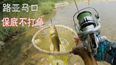 路亚马口视频,视频教学带你轻松征服水域