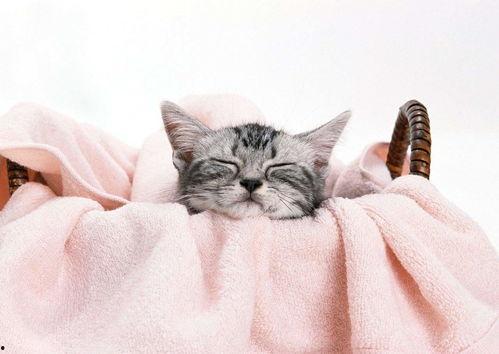 猫咪早安图片大全,猫咪早安图片大全精选