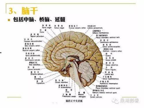 解剖图片,揭秘人体内部结构奥秘