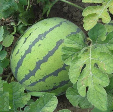 平顶山茄瓜今日价格查询,市场行情一览”