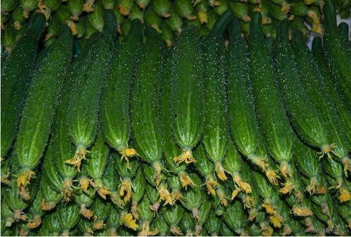 平顶山茄瓜今日价格查询,市场行情一览”