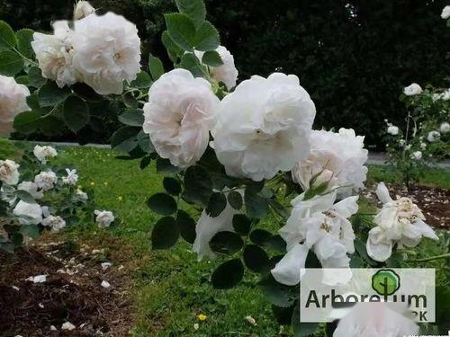 白玫瑰 国语,爱情与命运的交织