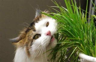 猫草图片,猫咪健康生活的绿色守护者