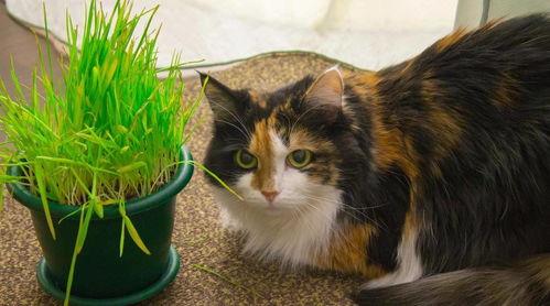 猫草图片,猫咪健康生活的绿色守护者