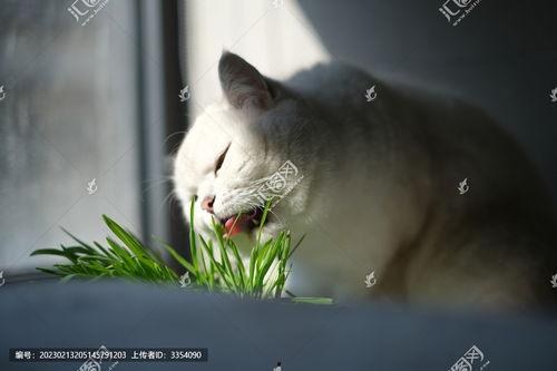猫草图片,猫咪健康生活的绿色守护者