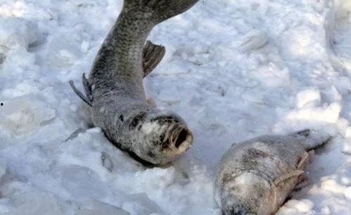 松花江鱼的图片大全,图鉴赏析