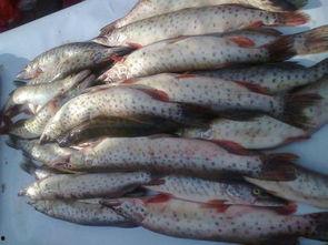 松花江鱼的图片大全,图鉴赏析