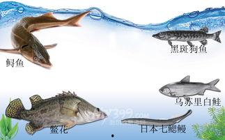 松花江鱼的图片大全,图鉴赏析