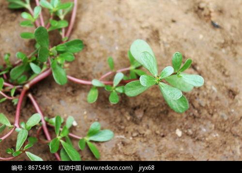 野生独蒜兰图片,大自然的珍稀瑰宝