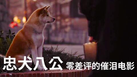 电影忠犬八公国语,永恒的守候与无尽的忠诚