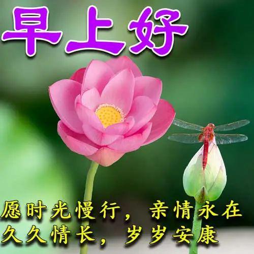 早安美好图片大全,捕捉清晨时光的美好瞬间