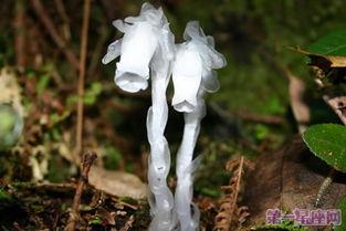 水晶花图片大全,千姿百态的晶莹之美