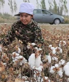 瓜州今日棉花籽棉收购价,行情动态解析