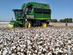 瓜州今日棉花籽棉收购价,行情动态解析