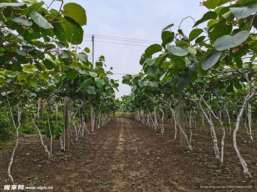 猕猴桃树图片,果实丰硕的绿色宝藏
