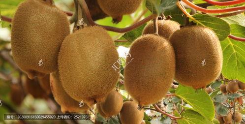 猕猴桃树图片,果实丰硕的绿色宝藏