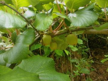 猕猴桃树图片,果实丰硕的绿色宝藏