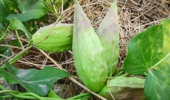 瓢瓜今日价格,市场波动下的新鲜动态