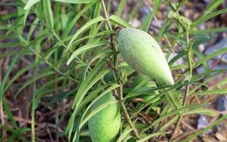 瓢瓜今日价格,市场波动下的新鲜动态