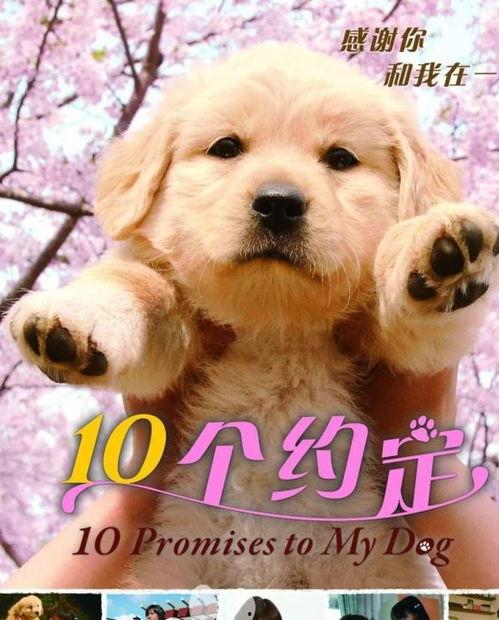 我与狗狗的十个约定国语,共筑温馨家园的真挚承诺