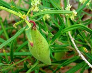 今日地梢瓜价格,今日地梢瓜价格波动解析
