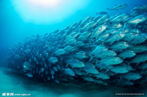 深海鱼有哪些图片大全,深海鱼类图片大全赏析