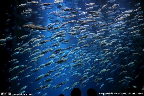 深海鱼有哪些图片大全,深海鱼类图片大全赏析