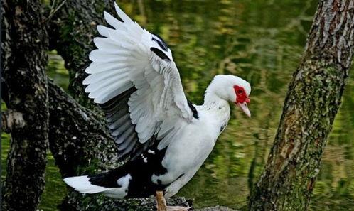 剑鸭图片,水中舞者，自然界的优雅使者