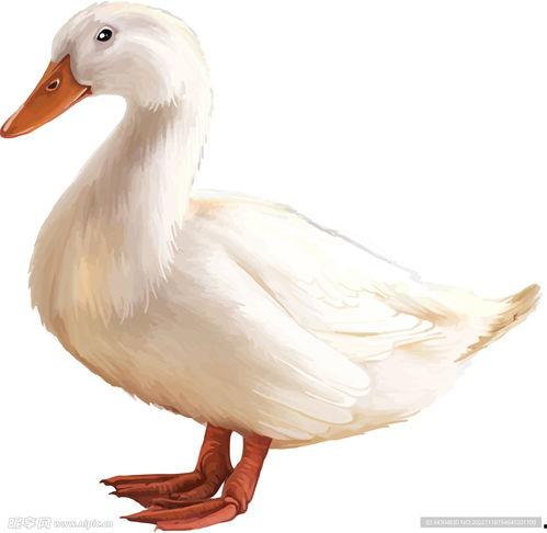 剑鸭图片,水中舞者，自然界的优雅使者