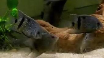 没藏黑云床戏,没藏黑云床戏之谜