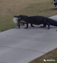 非黑即白佛鳄吃瓜