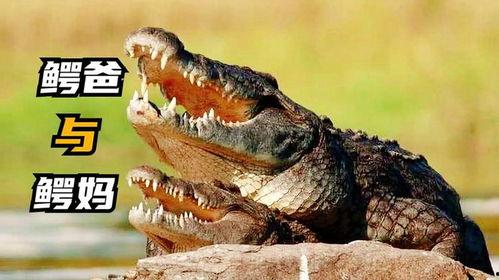 非黑即白佛鳄吃瓜