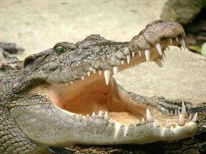 非黑即白佛鳄吃瓜