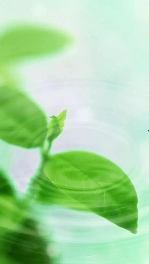 聊天背图片大全绿色,聊天背景图片精选集锦”