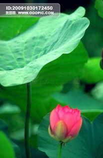 荷花叶图片大全,自然画卷中的清新韵律