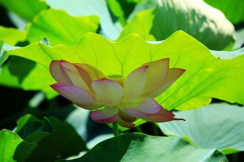 荷花叶图片大全,自然画卷中的清新韵律