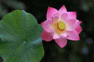 荷花叶图片大全,自然画卷中的清新韵律