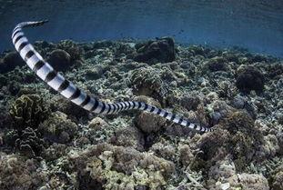 云南毒蛇图片大全,揭秘云南毒蛇图片大全