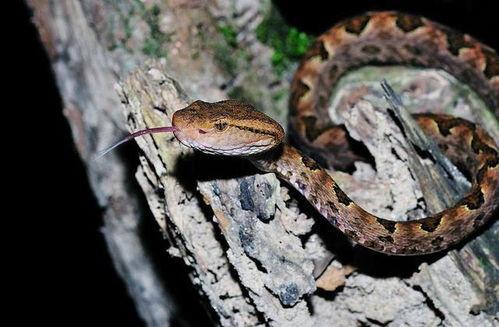 云南毒蛇图片大全,揭秘云南毒蛇图片大全
