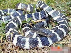 云南毒蛇图片大全,揭秘云南毒蛇图片大全