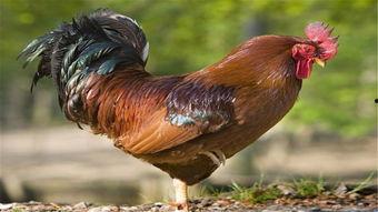 老鸡高清在线观看,高清在线观看，揭秘尘封往事的惊悚之旅