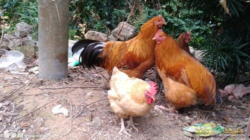 老鸡高清在线观看,高清在线观看，揭秘尘封往事的惊悚之旅