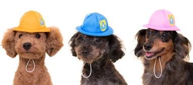 狗带日本帽,狗带日本帽的趣味瞬间