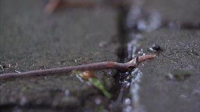 蚯蚓高清在线观看,高清在线观看带你走进神奇地下世界